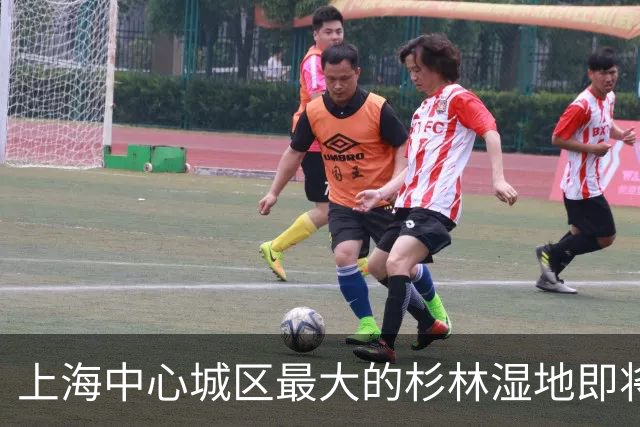 上海中心城区最大的杉林湿地即将进入最佳观赏期，记者实探